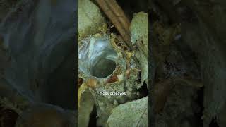These Strange Little Tubes Are the Homes of a Sneaky Predator | #DeepLook #Shorts