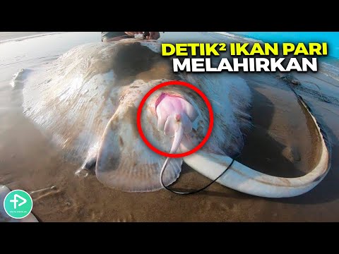 Jarang Terekspos! Ternyata Gini Cara Unik Hewan Melahirkan