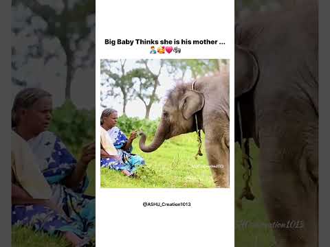 Oscar Award✨️🏆#elephantbaby #elephant #grandma #oscarawards #oscars #shorts #trending #yt #viral