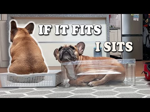 Dog Logic : If It Fits I sits | FUNNY ENDING 😂