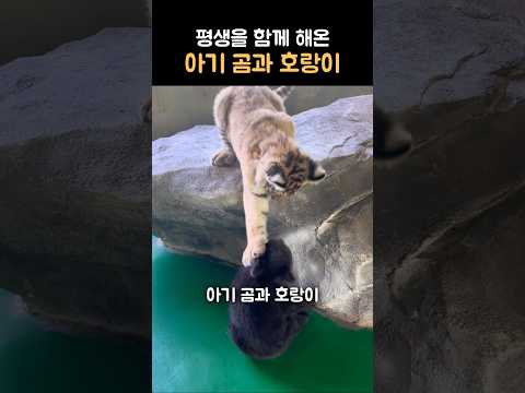평생을 함께한 곰과 호랑이...!