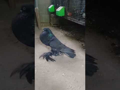 raat ko der se Sone se Nabi Pak Ne Kyon Mana farmaya Islami video