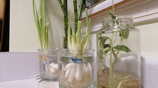 Mon Jardin Improvisé I Astuce Recyclage