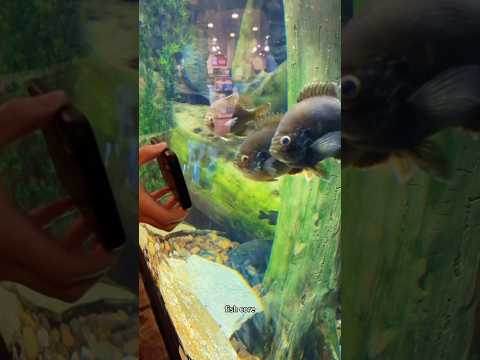 Fish core.๐ ๐๐ฆ#fish #petvideos #funny #animallife #funnyanimal