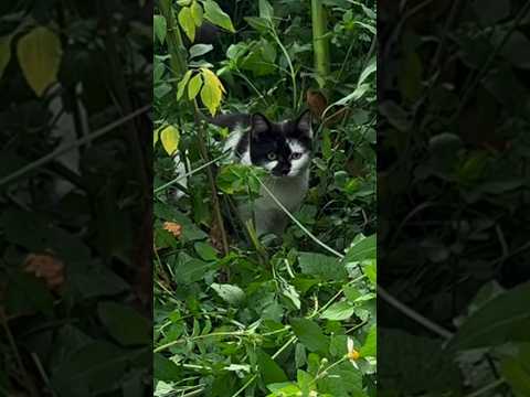 Cat monster 👹😱 #catvideos #cat #pets #animals #shots