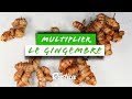 Multiplier le gingembre[1]
