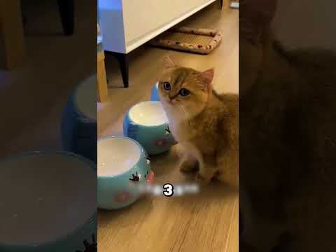 Ce chat a appris à prendre soin de lui 🤯❤️
