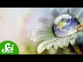 Understanding Plant Microbiomes