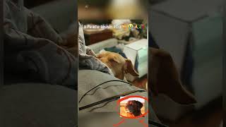 thats la peace chat thats la peace 😔🙏🥀 #ai #real #lapaz #lapeace #dog #funny #shorts #minecraft #fyp