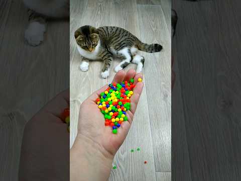 Cat Barsik Beads ๐๐ญ Reverse video #marblerunandmore #cat #reverse