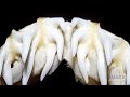 Shark Teeth and Their Functions