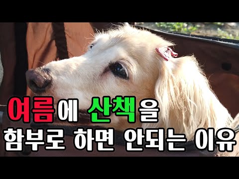 강아지 여름철 건강관리 꿀팁 5가지 | 보호자라면 꼭 알아야 해요