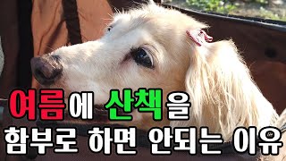 강아지 여름철 건강관리 꿀팁 5가지 | 보호자라면 꼭 알아야 해요