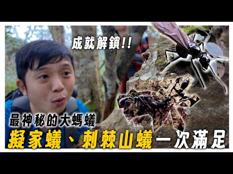 成就解鎖！「刺棘山蟻蟻后」大發現｜極稀有「泰加擬家蟻」一飽眼福｜【深山尋蟻】