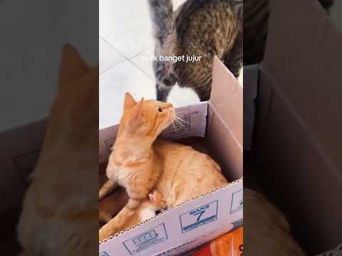 Dramatic two cats#catsoftiktok #funnyvideos #kitten #fyp #funnycat #petsoftiktok
