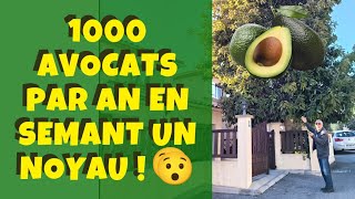 Il plante un noyau d'avocat et récolte plus de 1000 avocats chaque année ! 🥑🥑🥑😯