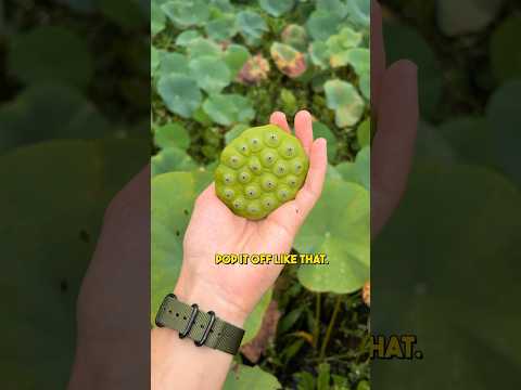 Can I eat this alien plant? 👽