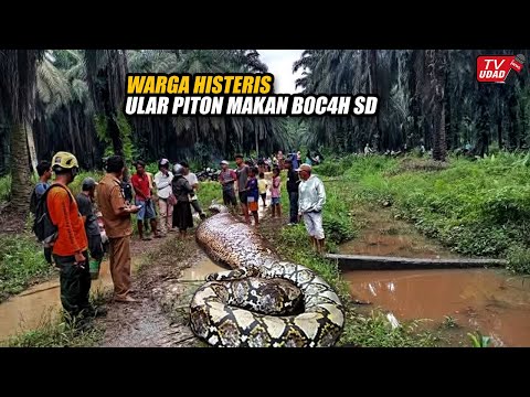 Heboh!! Pulang Dari Sekolah, B0c4h SD Dimangsa Ular Piton Raksasa di Sulawesi. Bikin Merinding...