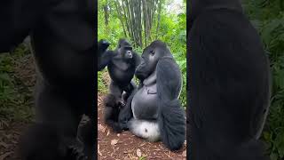 Funny Chimpanzee 😂!!