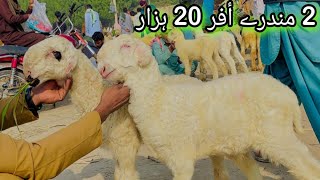 مندرے  چھترے  سیزن  2025  Mondra chatra sizan 033368056786 @SajawalGoatfarm  آفر 10 ہزار