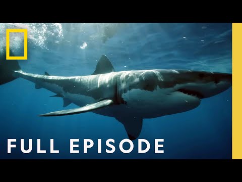 Coastal Sky Sharks: Drone Investigation (Full Episode) | National Geographic