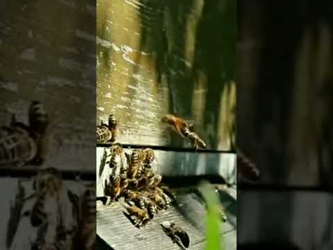 Необычные факты о животных.#shorts