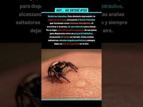 ¡No Usa Músculos Para Su Salto! 🤯 159% #araña #depredador #caza