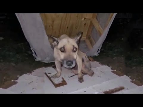 His eyes full of fear and shock as his 2 legs were down and thrown in the trash.