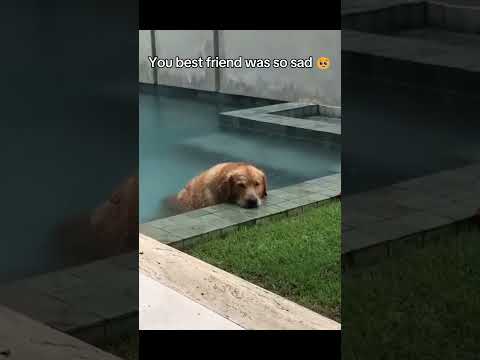 One little accident 🕊️#dog #cute #pets #funny