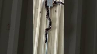 This guy just keeps hanging around!