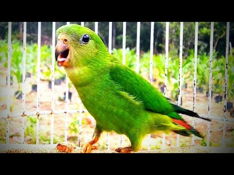 SUARA SERINDIT MUDA GACOR EMOSI  NEMBAK-NEMBAK || Sangat Cocok Untuk Masteran & Pancingan