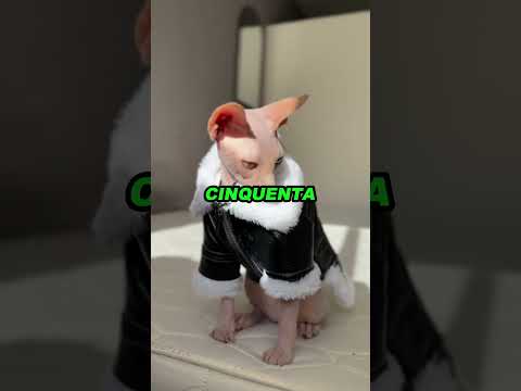 Os 5 Gatos Mais CAROS do Mundo