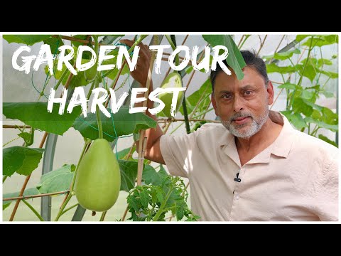 DESHI VEGETABLE GARDEN JUNE TOUR AND HARVEST