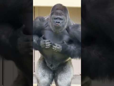 Before & After Animals Growing Up. Amazing Animal Transformation 💥 #short #tiktok #animals
