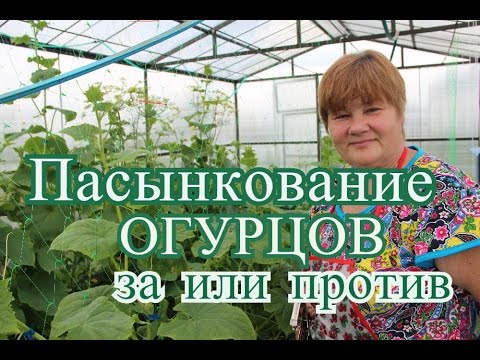 Огурцы в теплице. Пасынкование огурцов: за или против
