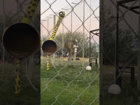 The bouncing of the Serval cat is so strong that even the birds are flying away. The animal world