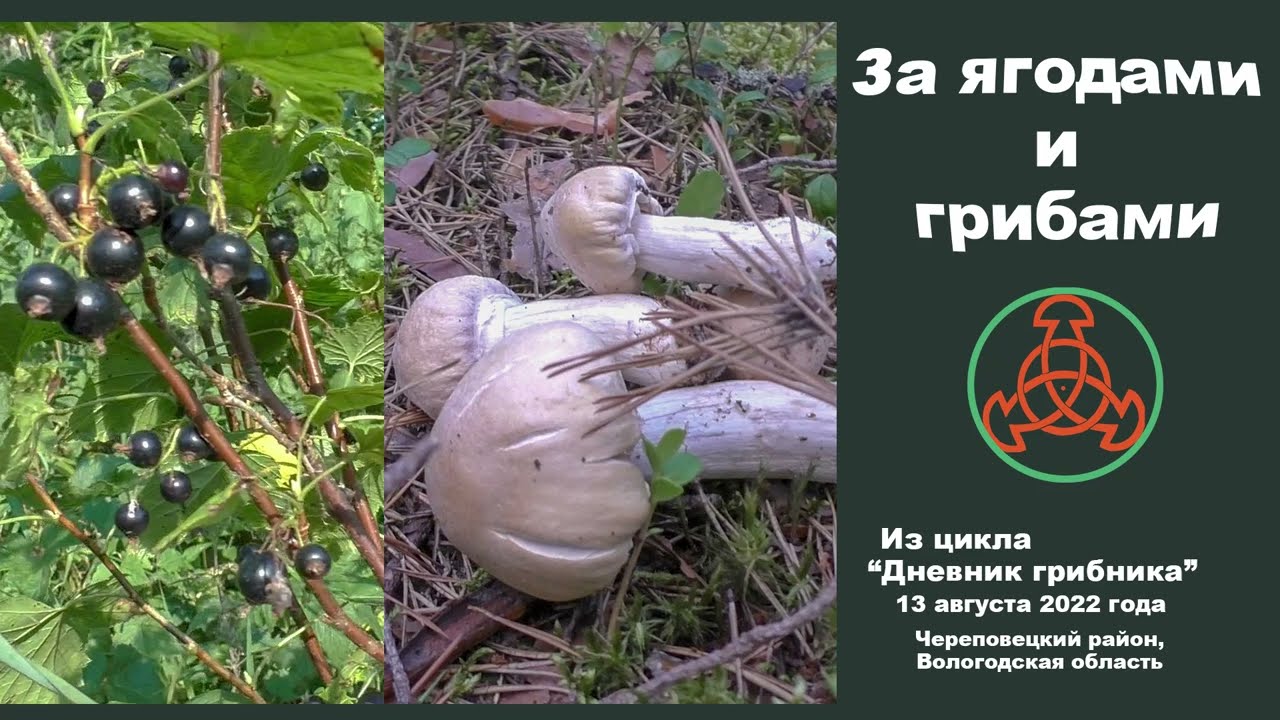 За ягодами и грибами. 13 августа 2022 года