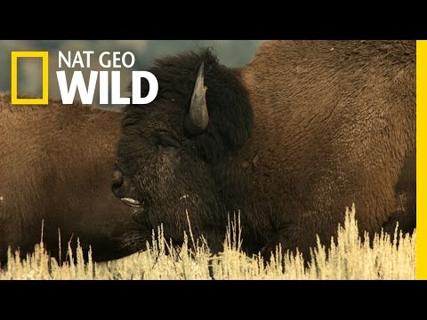 Behind the Scenes: Bison Rut | Wild Yellowstone