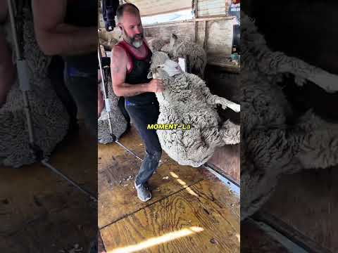 Comment on tond réellement un mouton aujourd’hui
