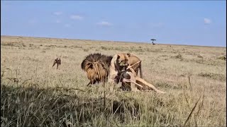 male lion stealing his food by lioness video 