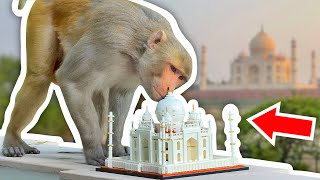 Monkey Vs. LEGO!