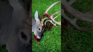 First ever bow buck!4 year hunt for King 8🦌💘🔥🙏🏼