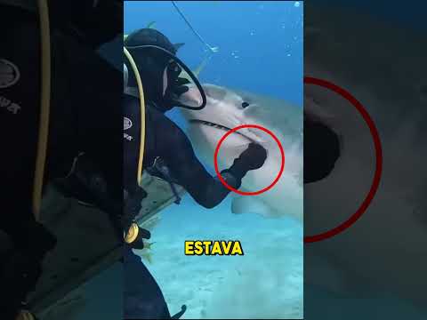 Ninguém acreditou no que esse tubarão fez com o mergulhador! 🦈😱 #curiosidades #incrivel #shorts