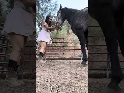 Here is a short video of me trying to teach Emma the horse to back up. I’m not perfect.