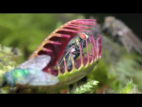 5 Plantas Carnívoras Que No Conocías