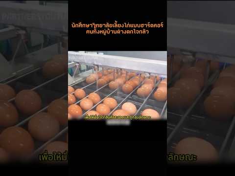 ฉันไม่เคยคิดว่านักศึกษาจะเลี้ยงไก่แบบนี้เลย คนทั้งหมู่บ้านกลัวกันหมด #shorts  #food