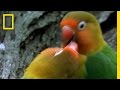 Love Birds and Their Habitat