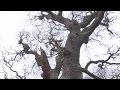 Ancient Oak Trees and Historical Significance