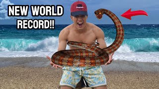 World Record Sea Snake Rescue