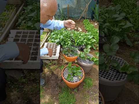 🌱🍓 Φυτεύω Φράουλες σε Γλάστρες | @gardeneriak | #Φράουλες